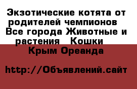  Экзотические котята от родителей чемпионов - Все города Животные и растения » Кошки   . Крым,Ореанда